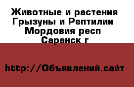 Животные и растения Грызуны и Рептилии. Мордовия респ.,Саранск г.